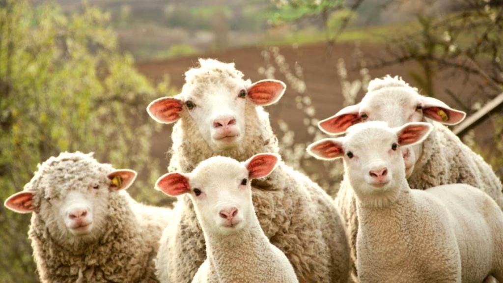 Конец «золотой лихорадки»? В районе Сурожского месторождения построят современную овчарню