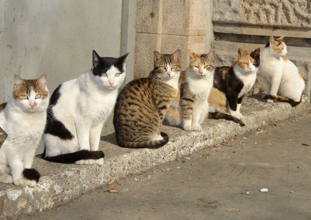 Бердянських котів визнають частиною екосистеми міста