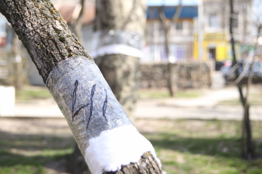В Бердянске на деревьях начали устанавливать ловушки против паразитов