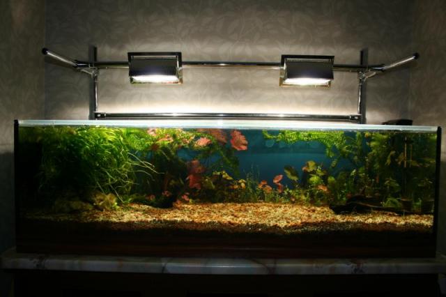 Чтоб наслаждаться красивым аквариумом дома не обязательно быть аквариумистом