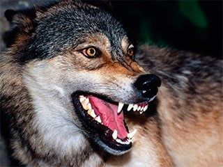 Волки продолжают донимать жителей Бердянского района