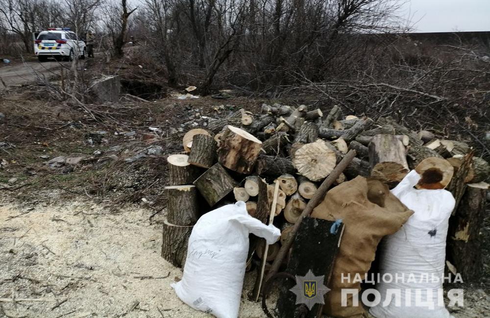 В Бердянську поліцейські виявили факт незаконної порубки лісу