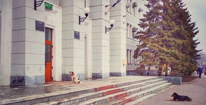 За 8 місяців в Бердянську виловлено майже 1000 собак. Для продовження робіт з бюджету виділять близько 200 тисяч