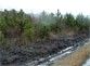 Из-за вырубки лесополос Запорожской области грозят пылевые бури