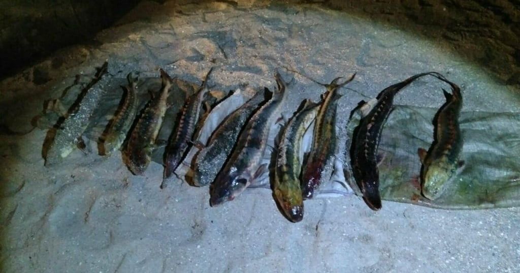 В Бердянську викрили незаконний вилов риби особливо цінних видів на суму 433 тис. грн. 