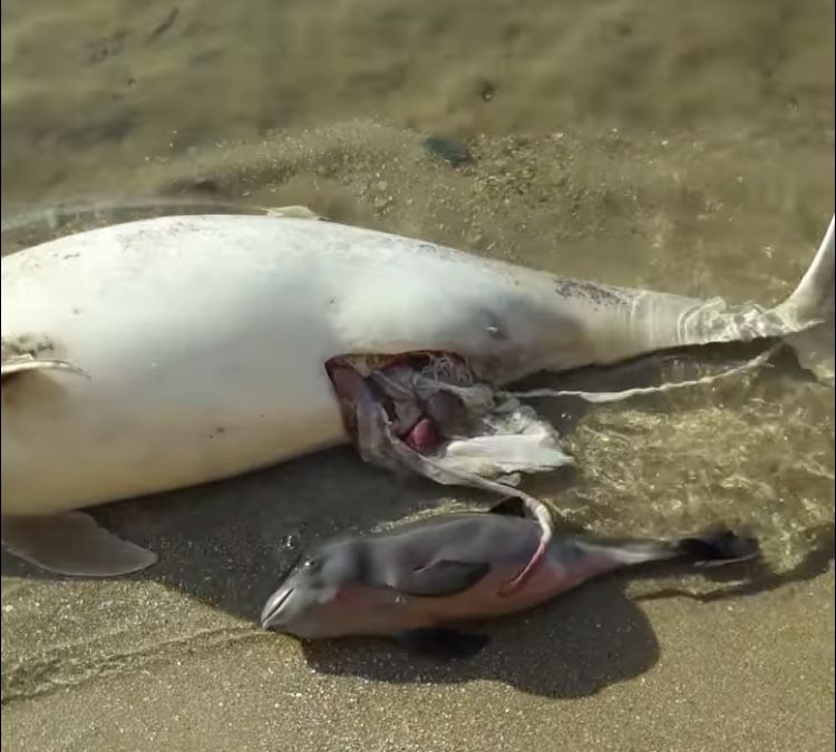 Жуткое фото мертвой самки дельфина с детенышем сфотографировали на побережье в Новопетровке