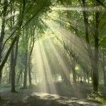 В Бердянске появится депутатская аллея деревьев