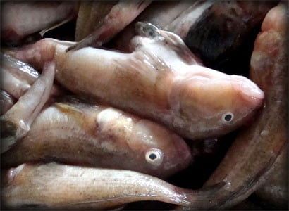 Мор бычка - погибло более 23 тонн рыбы