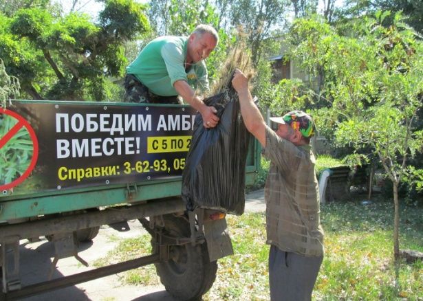 Бердянцы сдали 3,5 тонны амброзии