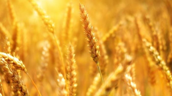 Урожай зернових в Україні перевищив історичний максимум