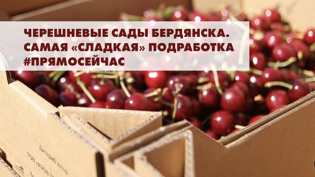 Черешневые сады Бердянска. Самая «сладкая» подработка #прямосейчас