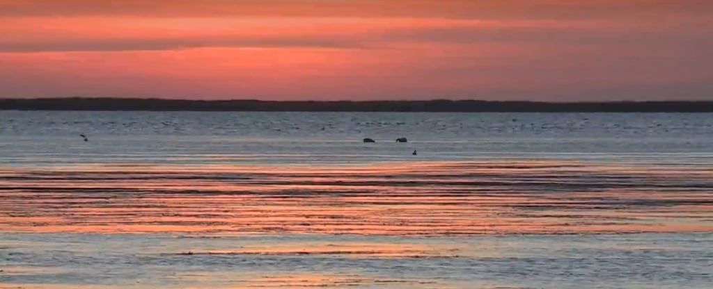 Акваторію Азовського моря оголосили заказником