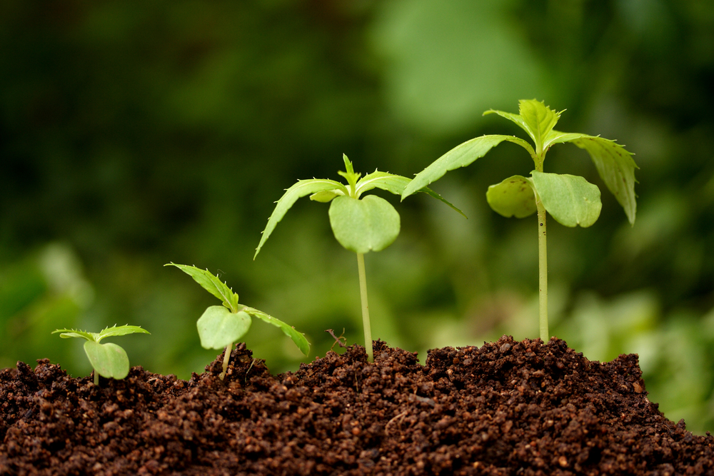 Биостимуляторы растений и их значение в выращивании культур