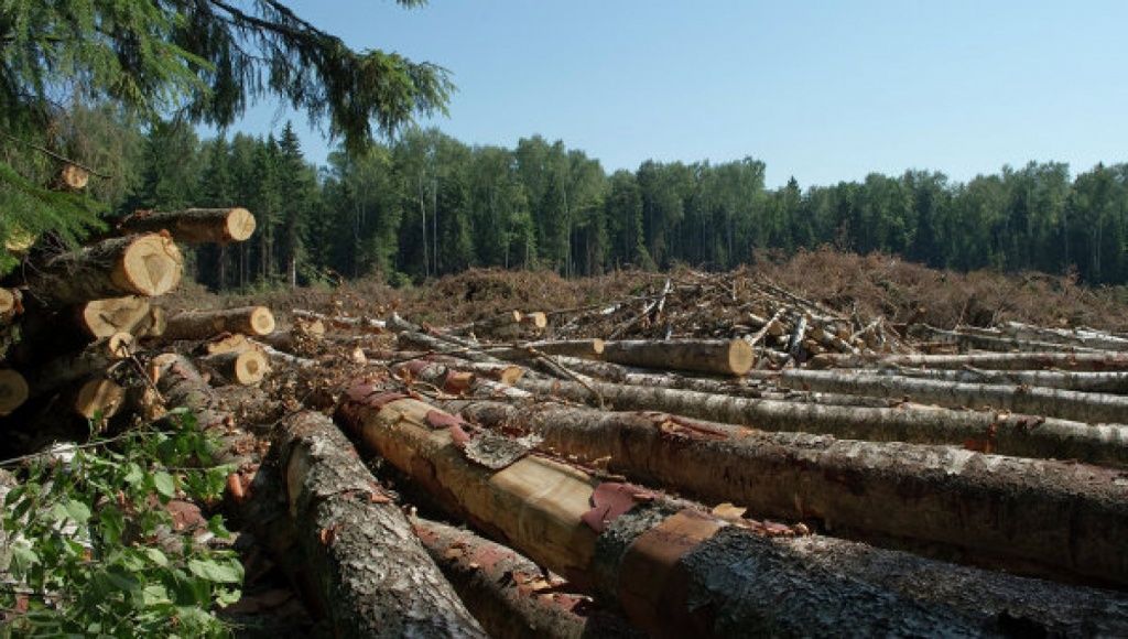 ГПУ сообщила о подозрении экс-главе Госагентства лесных ресурсов