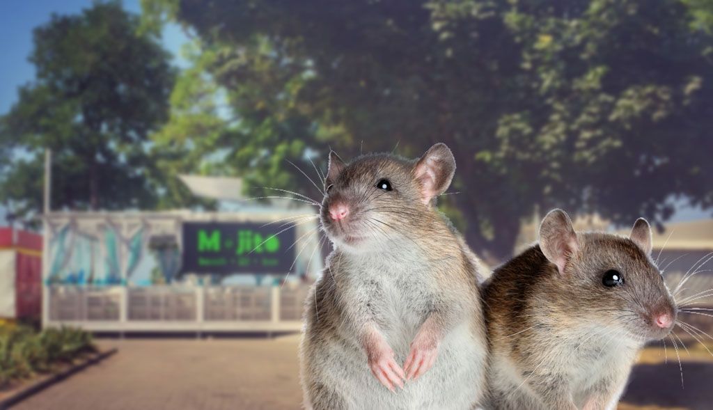 «Мохито» оккупировали крысы