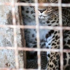 В зоопарке Бердянска родились леопардята (фотографии + текст)