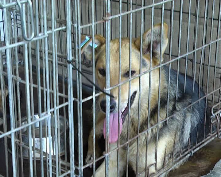За неделю работы в Бердянске фонд «Четыре лапы» простерилизовал более 50-ти бездомных собак