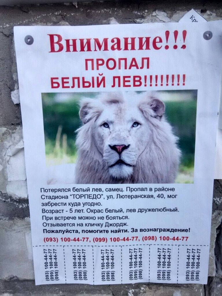 Известный цирк применил рекламный трюк с пропавшим львом в Бердянске