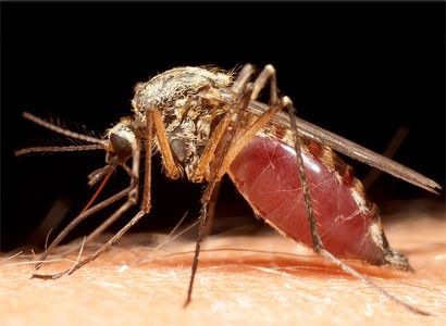 На телеканале "Интер" вышел сюжет о решении комариного вопроса в Бердянске