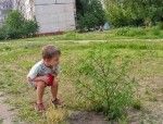 Все на борьбу с амброзией