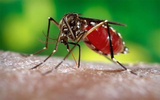 На комаров потратят 68 тыс. грн