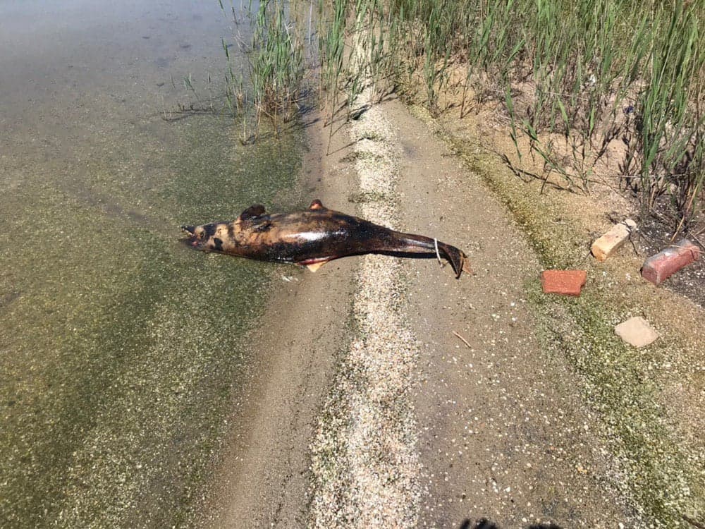 В Бердянске большого мертвого дельфина обнаружили на берегу лимана