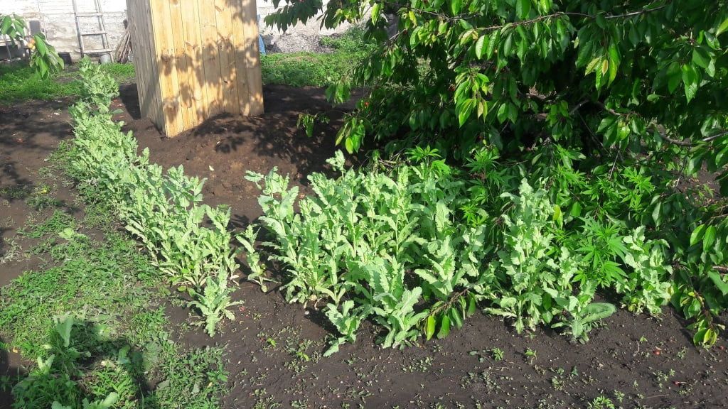 Куст конопли ответственность Куст конопли ответственность приговоры суда по конопле