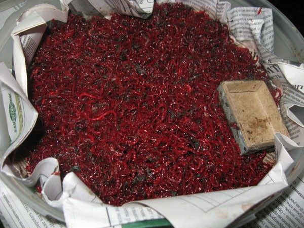 В Воронежской области «арестовали» более пяти тонн живого мотыля из Бердянска