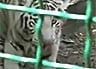 Трех белых тигров привезли из Европы в Бердянский сафари-парк