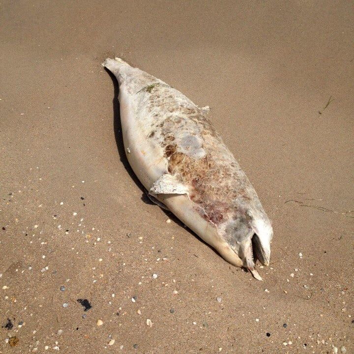 На берег Косы выбросило мертвого дельфина