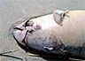 Видео - В Бердянске на берег выбросило странную огромную рыбу
