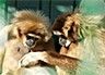 В бердянском зоопарке «Сафари» поселились редкие поющие гибоны