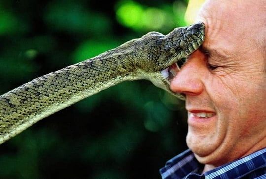 Ядовитые, но спокойные: бердянцы и приезжие перестали жаловаться на укусы опасных змей и насекомых