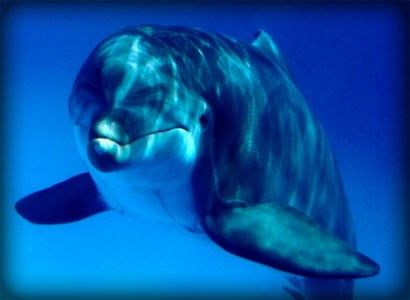 Дельфинарий "Немо" начинает с 1 мая