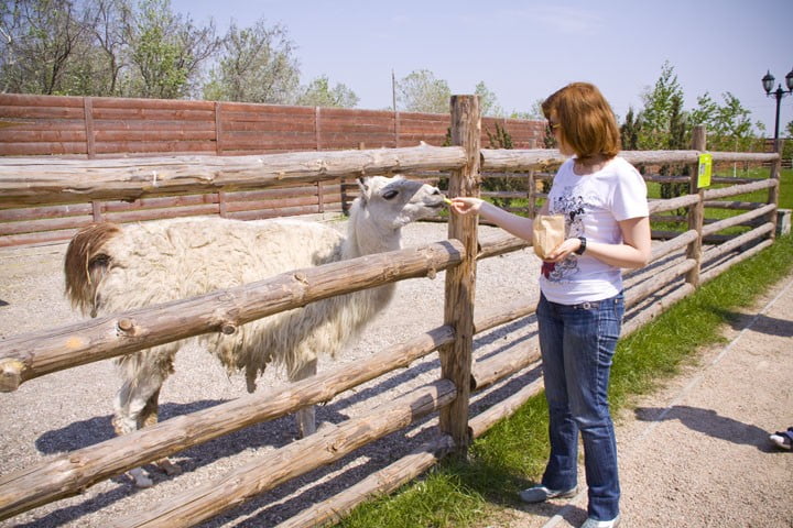 В зоопарке 