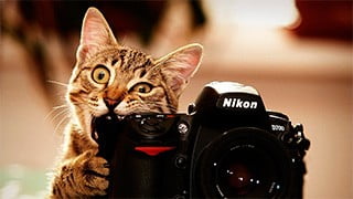 Кот фотограф