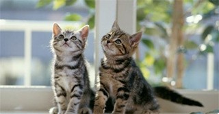 Ветеринарные котятки