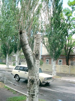 Обрезка деревьев