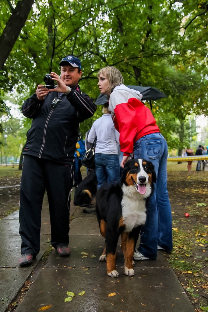 выставка собак в Бердянске на день города