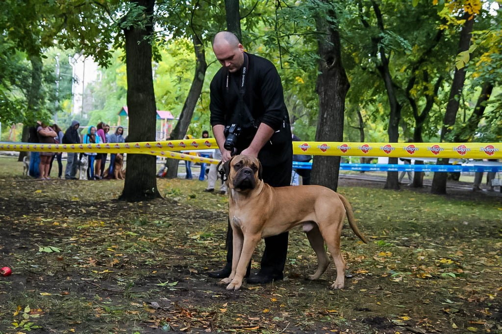 выставка собак в Бердянске на день города