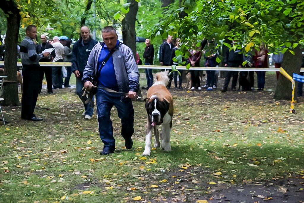 выставка собак в Бердянске на день города