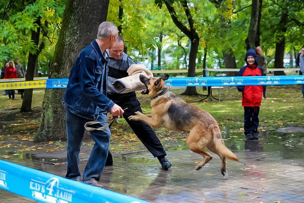 выставка собак в Бердянске на день города