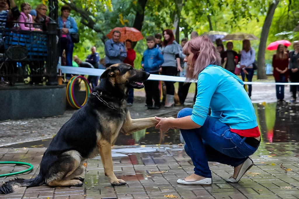 выставка собак в Бердянске на день города