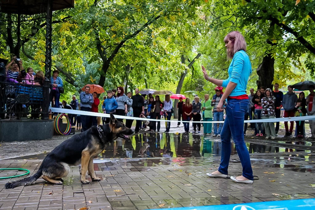 выставка собак в Бердянске на день города