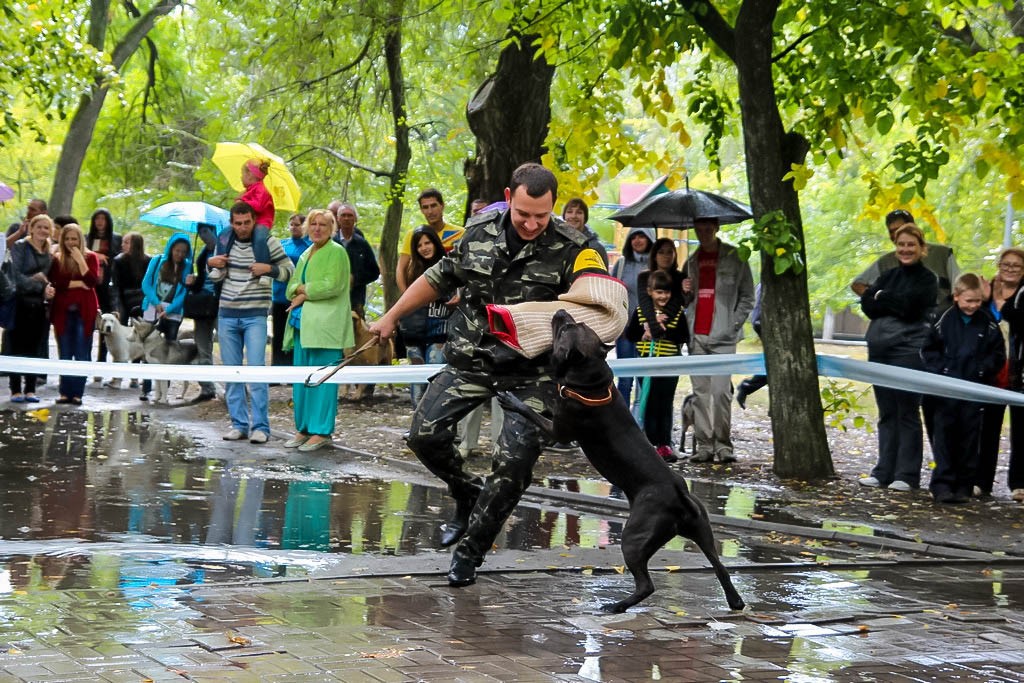 выставка собак в Бердянске на день города