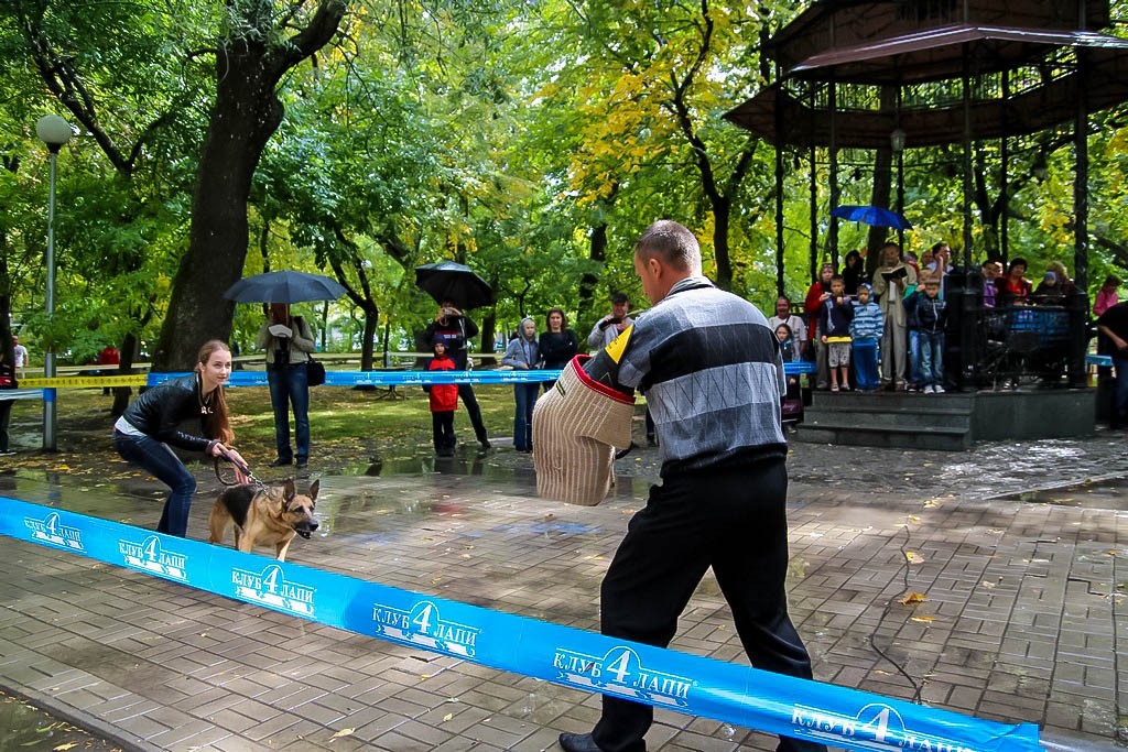 выставка собак в Бердянске на день города