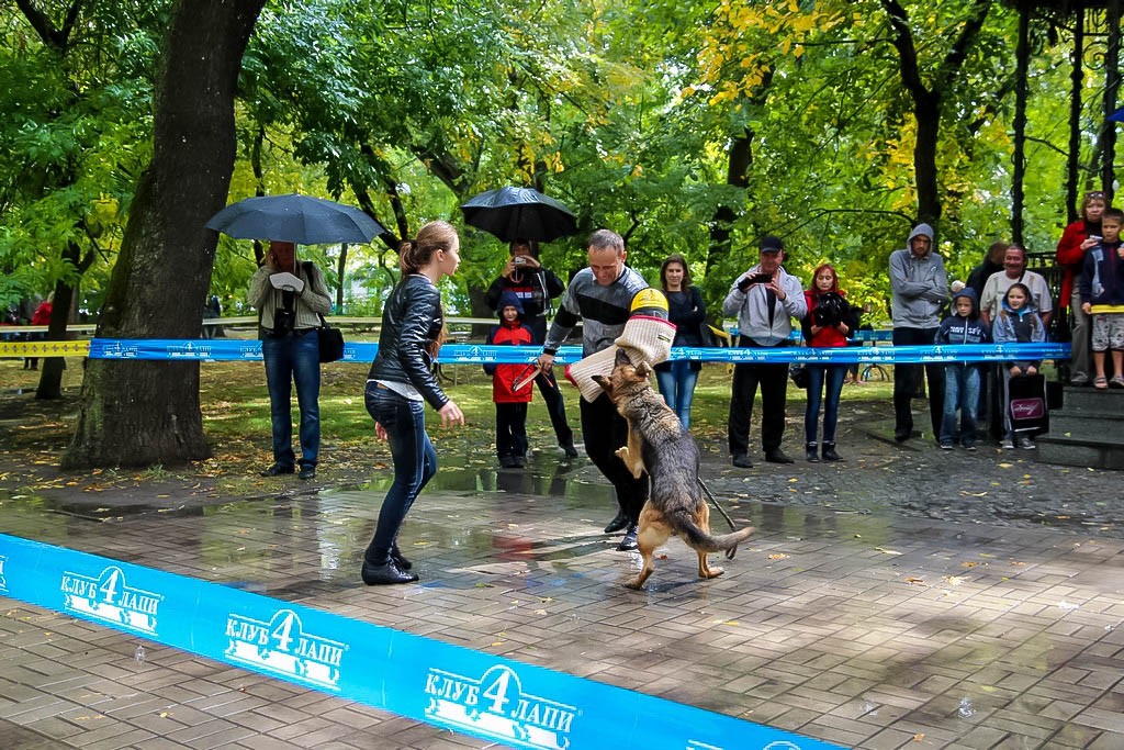 выставка собак в Бердянске на день города