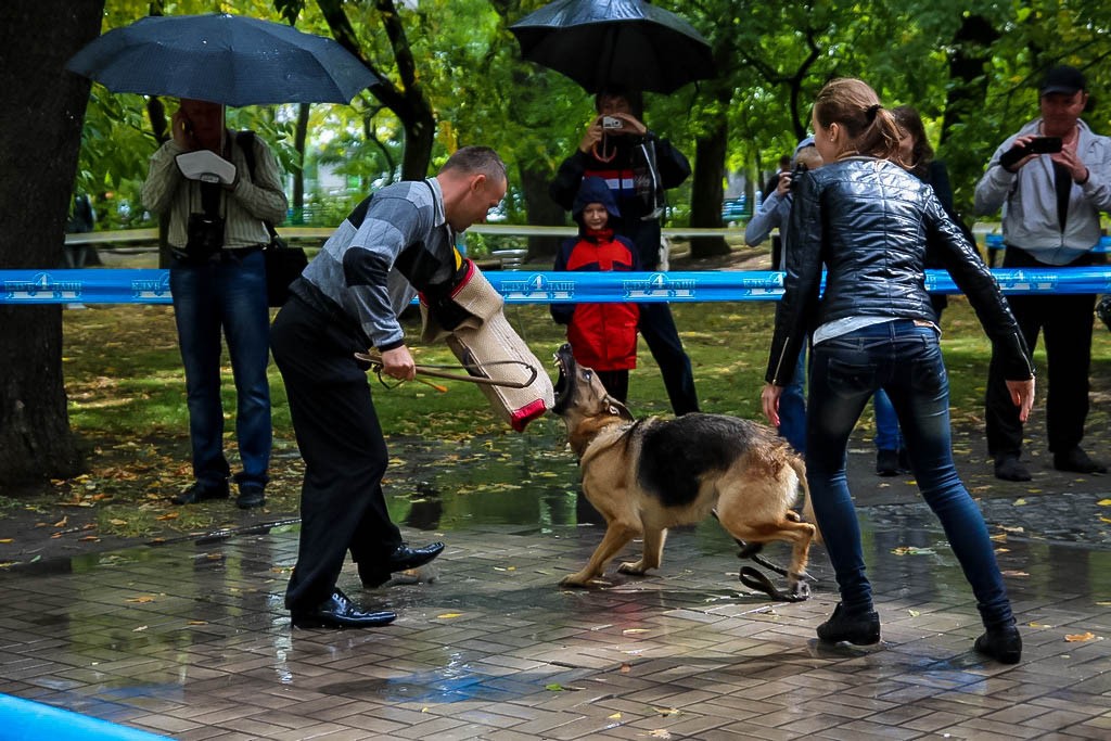 выставка собак в Бердянске на день города