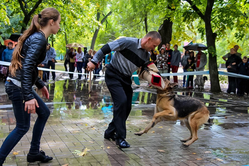 выставка собак в Бердянске на день города