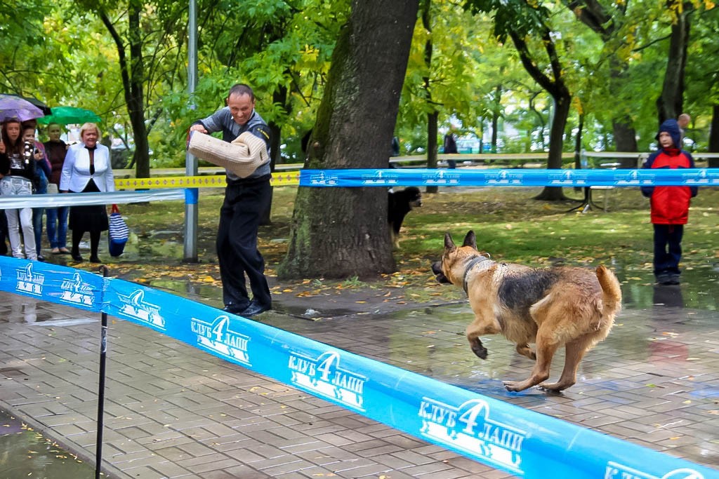 выставка собак в Бердянске на день города